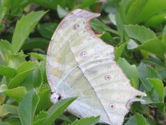 Protogoniomorpha parhassus