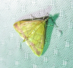 Pyrausta pseudonythesalis