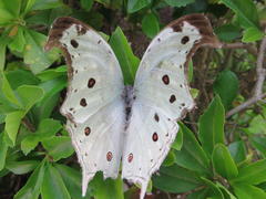 Protogoniomorpha parhassus