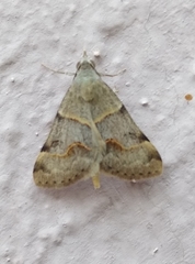 Hemeroplanis incusalis