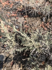 Artemisia taurica