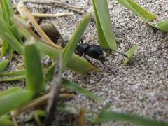 Bothroponera laevissima