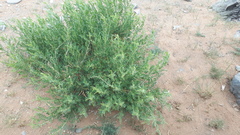 Caragana microphylla