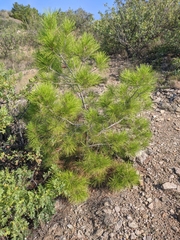 Pinus nigra pallasiana