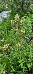 Pedicularis compacta