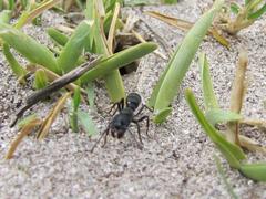Bothroponera laevissima