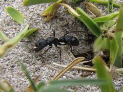 Bothroponera laevissima