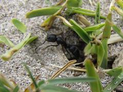 Bothroponera laevissima