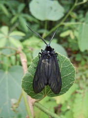 Goazrea lao