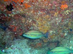 Pomadasys striatus
