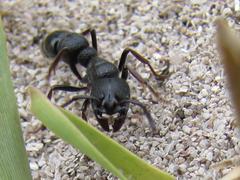 Bothroponera laevissima