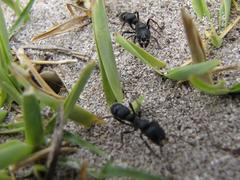 Bothroponera laevissima