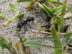 Bothroponera laevissima