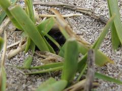 Bothroponera laevissima