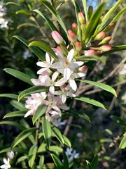 Philotheca myoporoides
