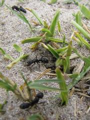 Bothroponera laevissima