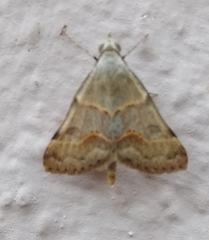 Hemeroplanis incusalis