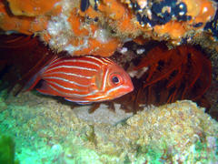 Sargocentron diadema