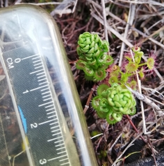 Drosera stolonifera