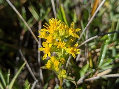 Solidago
