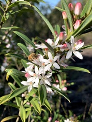 Philotheca myoporoides