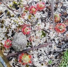 Drosera micrantha