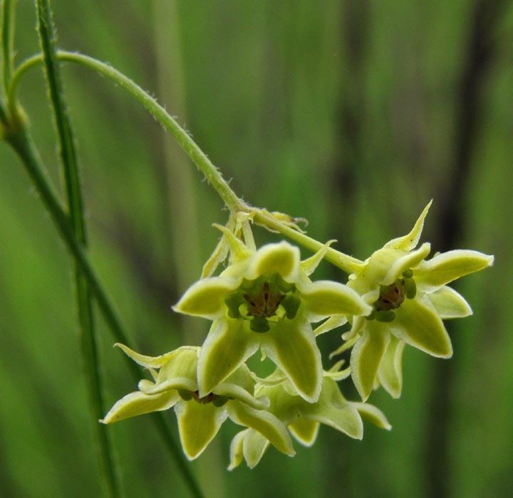 Sisyranthus imberbis