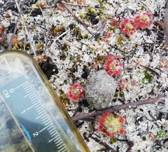 Drosera micrantha