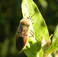 Microspilus proximus