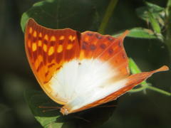 Charaxes varanes varanes