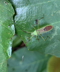 Homoeocerus graminis