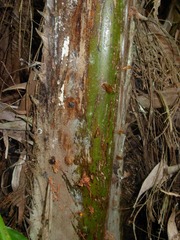 Synechodes coniophora