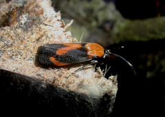 Synechodes coniophora