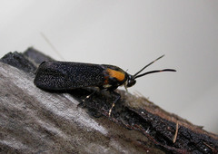 Synechodes coniophora