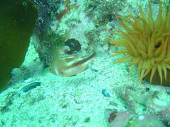 Chrysoblephus laticeps