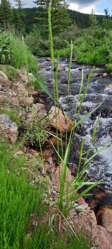 Elymus mutabilis observed 2021-07-17