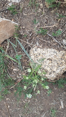 Sphallerocarpus gracilis