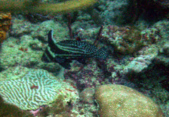 Eques punctatus