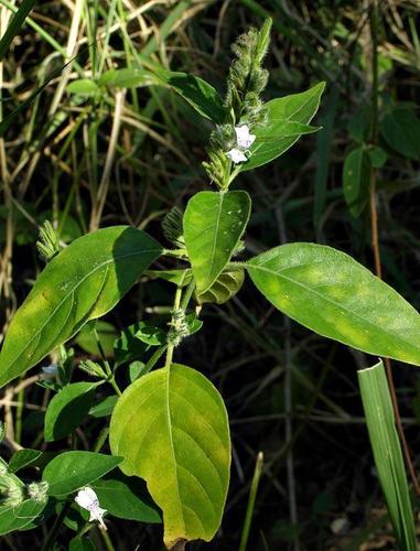 Hypoestes forskaolii image