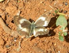 Colotis euippe omphale