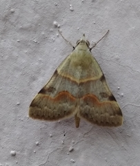 Hemeroplanis incusalis