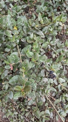 Ceanothus thyrsiflorus griseus