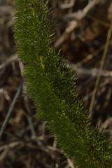 Asparagus juniperoides