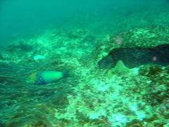 Thalassoma hebraicum