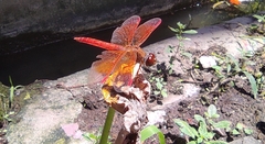 Brachythemis contaminata