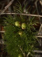 Asparagus juniperoides