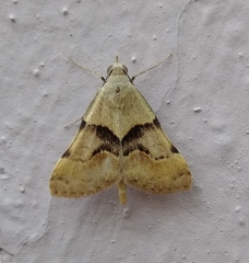 Hemeroplanis incusalis