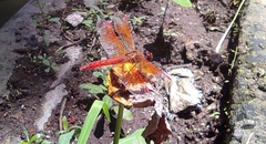 Brachythemis contaminata