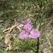 Murdannia graminea - Photo (c) eyeweed, algunos derechos reservados (CC BY-NC-ND)