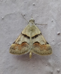 Hemeroplanis incusalis